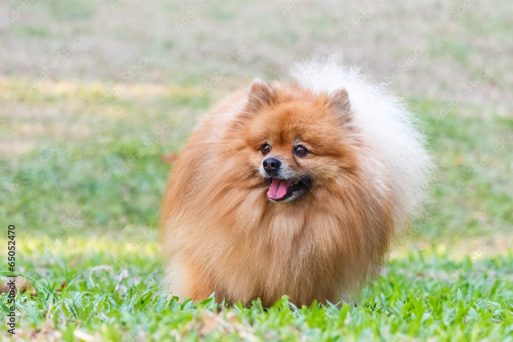 Pomeranian dog playing on green grass in the garden