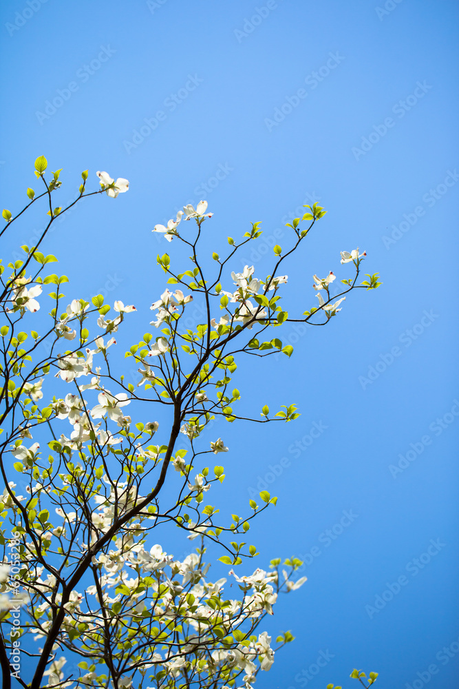 Branches of dogwood (Cornus florida) and blue sky Branches of dogwood (Cornus florida) and blue sky