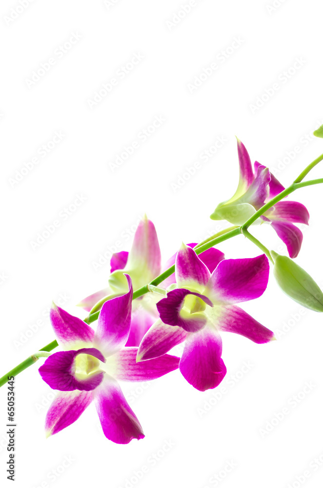 Orchind isolated white background Orchind isolated white background