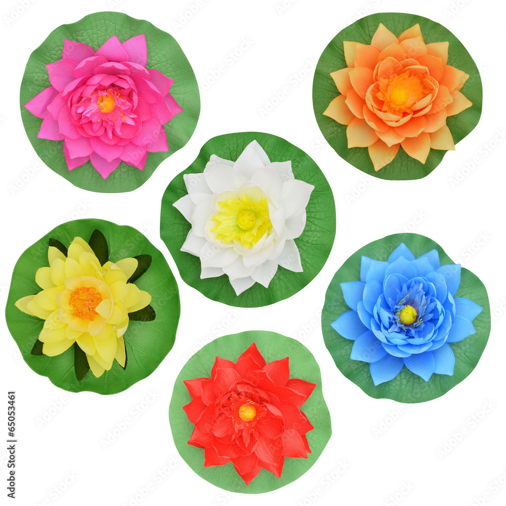 water lily on white background water lily on white background