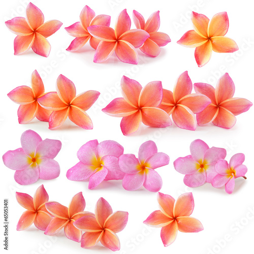 colorful plumeria flower isolated on white