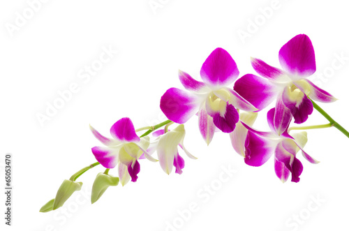 Fototapeta Naklejka Na Ścianę i Meble -  Purple orchid flower isolated white background