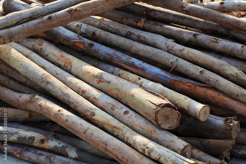 Pile of old wood sticks