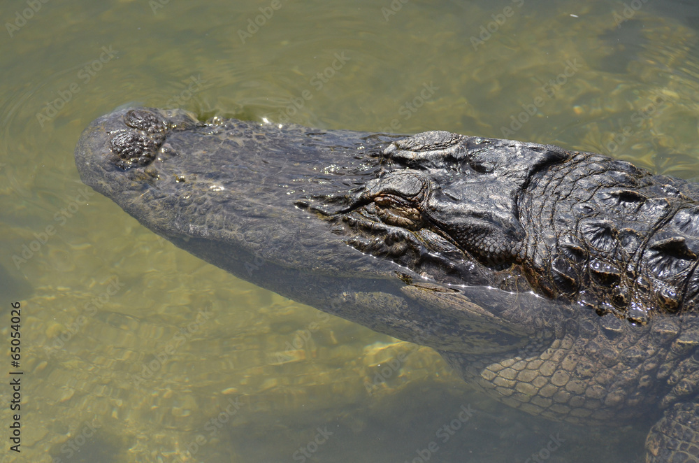 Obraz premium Alligatotr