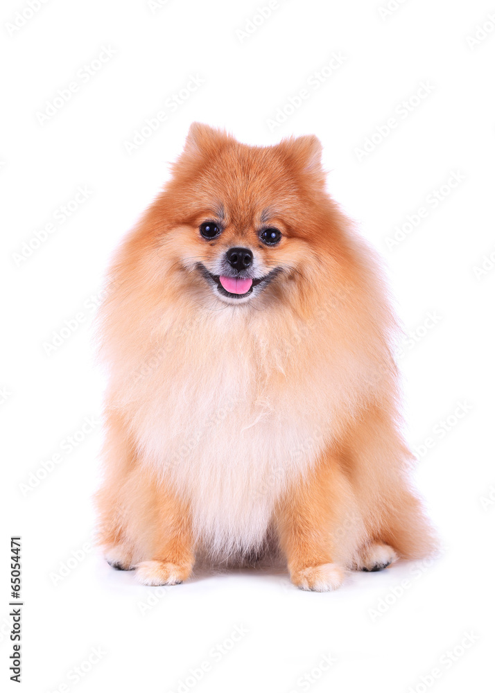 cute pet, brown pomeranian grooming dog isolated on white backgr