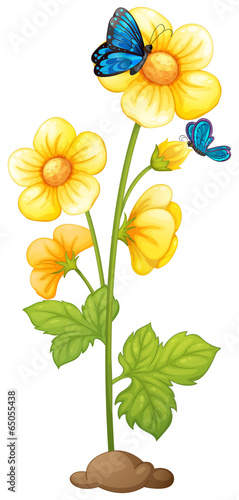 A plant with blooming yellow flowers