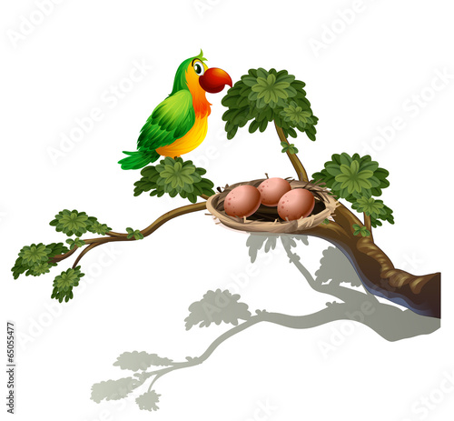 A parrot and a nest