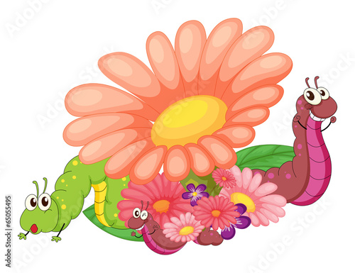 Flowers with caterpillars