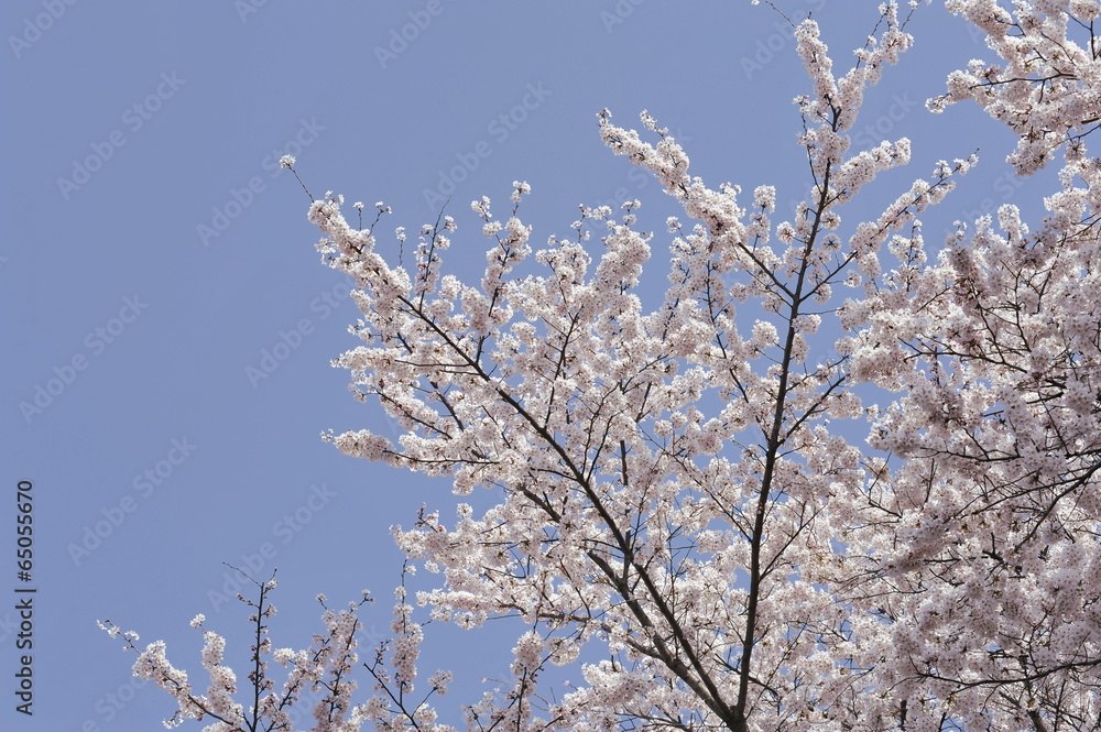 日本桜