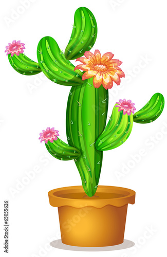 A pot with a flowering cactus plant