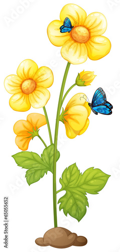 Fresh yellow flowers with butterflies