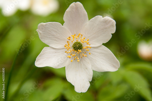 Anemone nemorosa