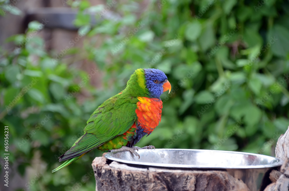 Fototapeta premium single colorful tropical parrot photo