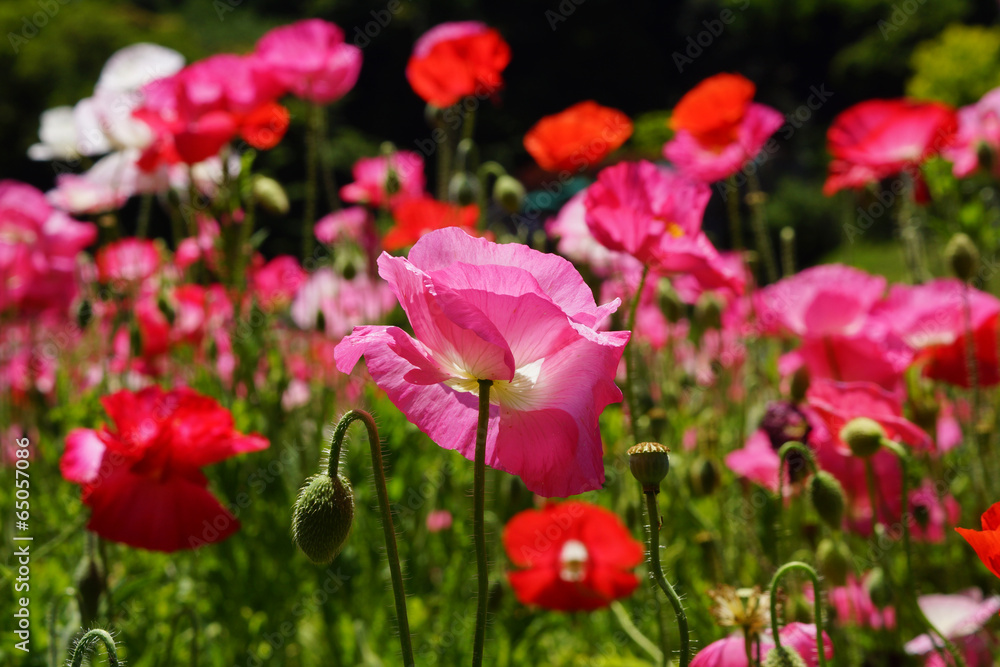 Obraz premium シャーレーポピー 