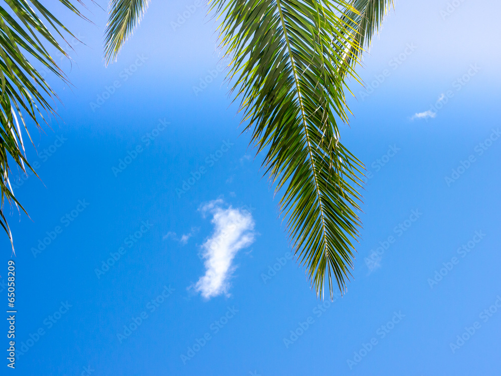 palm leaf, (10)