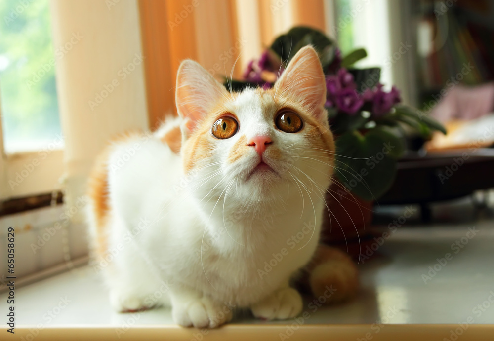Kitten, looking surprised and interest.