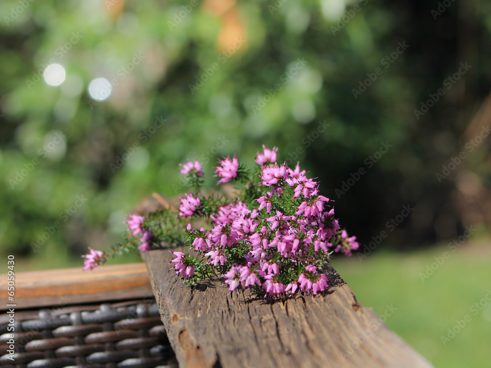 Heideblüten Heideblüten