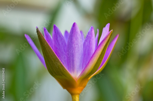 Purple lotus flower