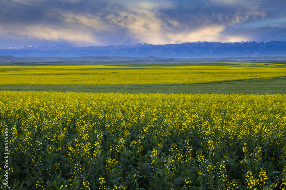 The image of landscape The image of landscape