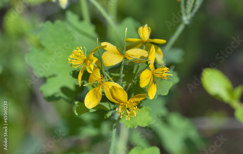 Wallpaper Mural celandine flower macro Torontodigital.ca