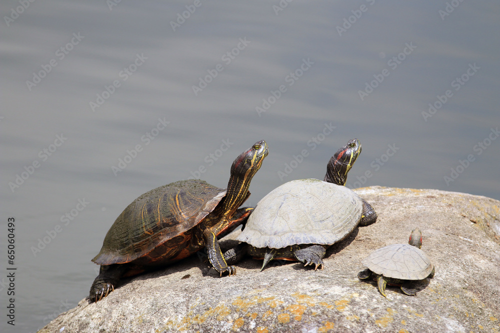 Obraz premium 亀の家族