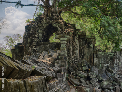 Fascinating tree Beng Melea, Anngkor Wat, Cambodia