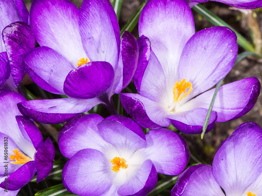 Purple Crocus Blossoms Purple Crocus Blossoms