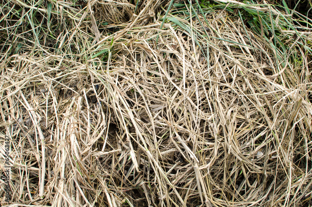 Background from texture of straw,abstract