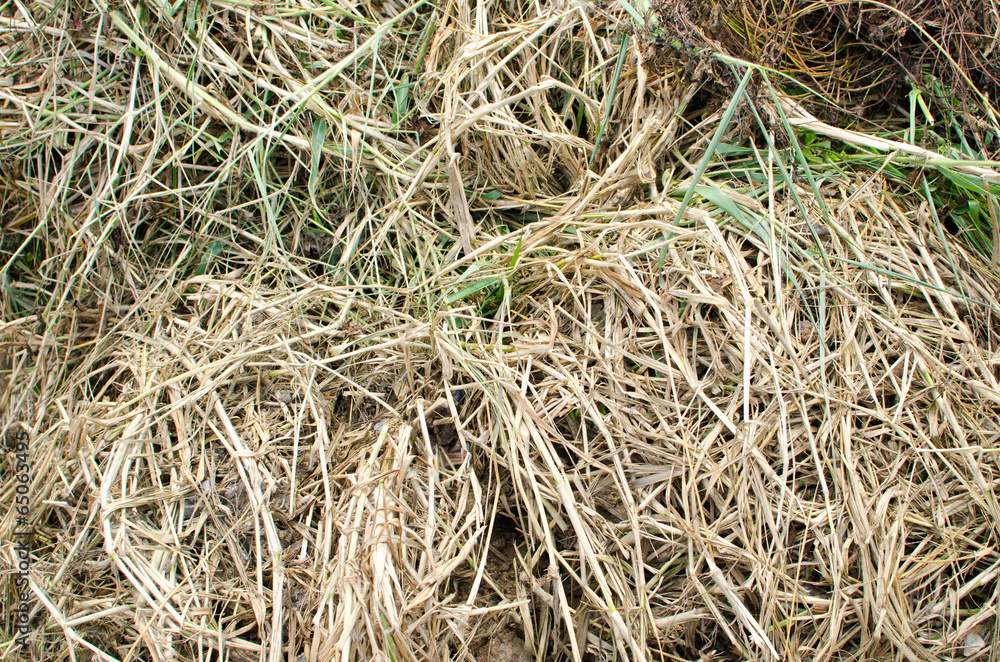 Background from texture of straw,abstract Background from texture of straw,abstract