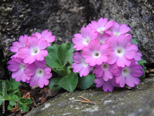 Behaarte Primel - alpine primrose - Primula hirsuta