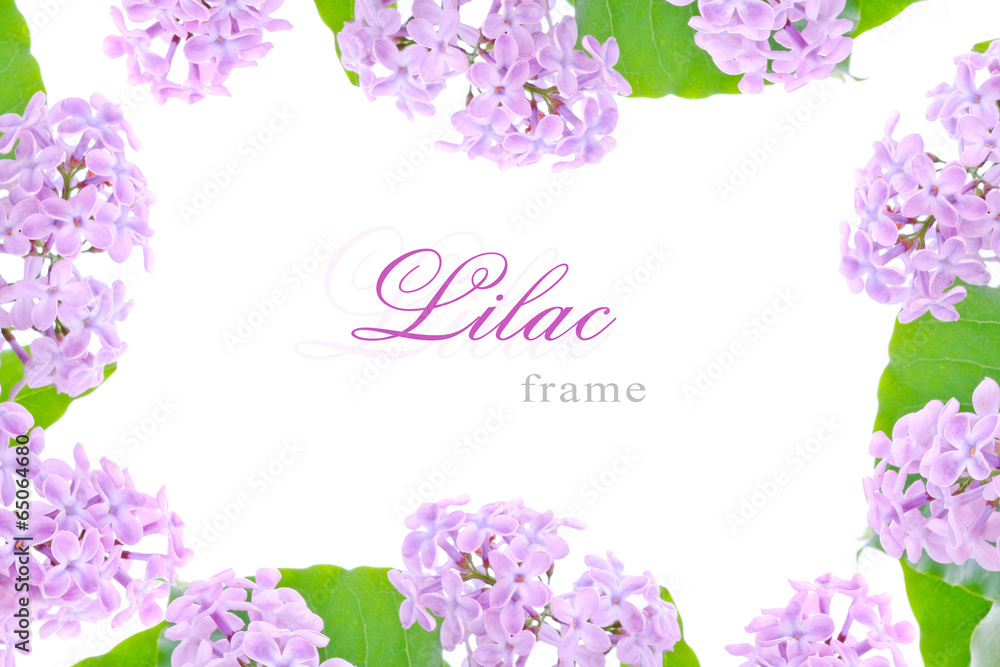 Lilac frame - obrazy, fototapety, plakaty 