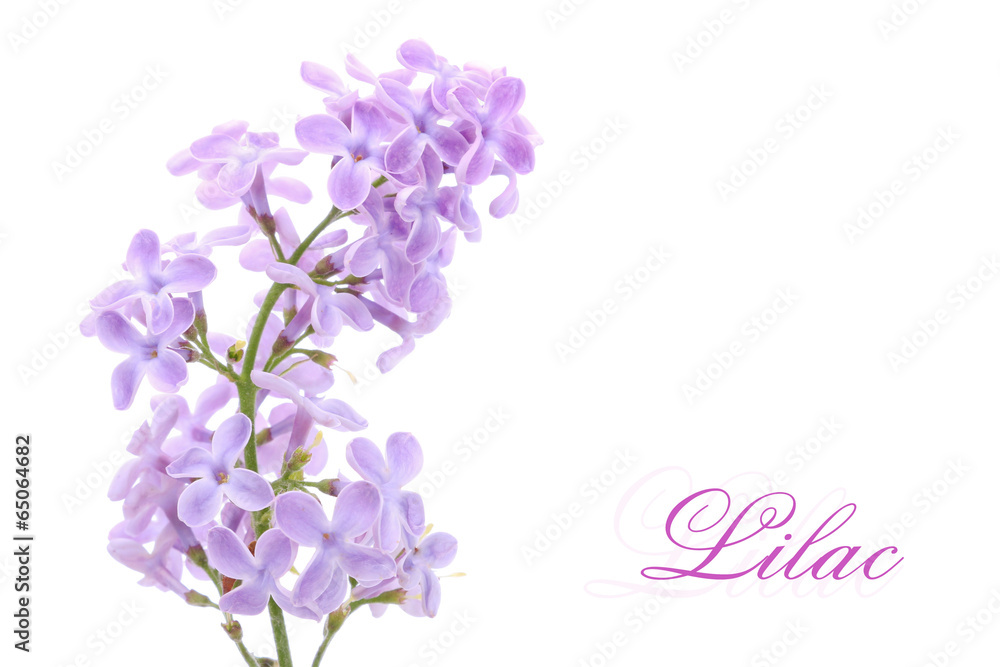 Fototapeta premium Lilac