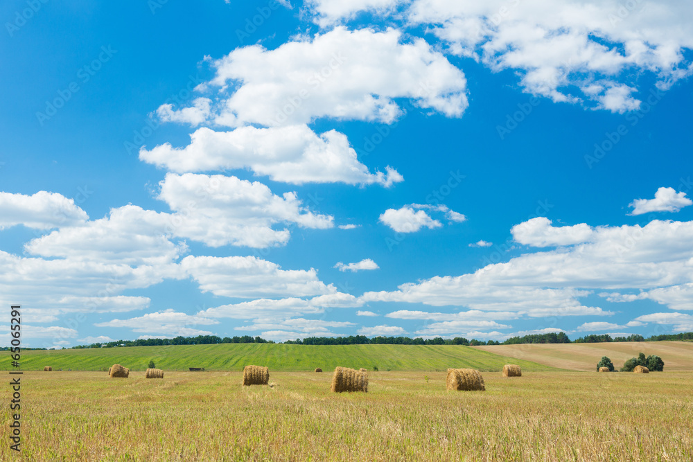 Fresh hay rolls in a field