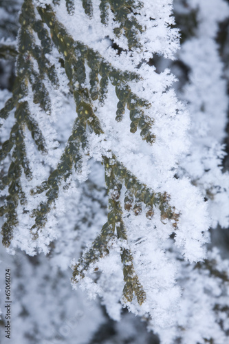 Frosted Pine Tree Limbs