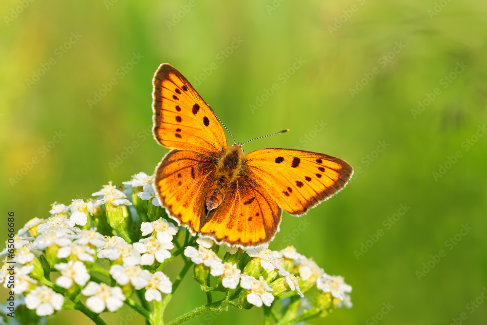 Fototapeta premium butterfly sits on white flowers