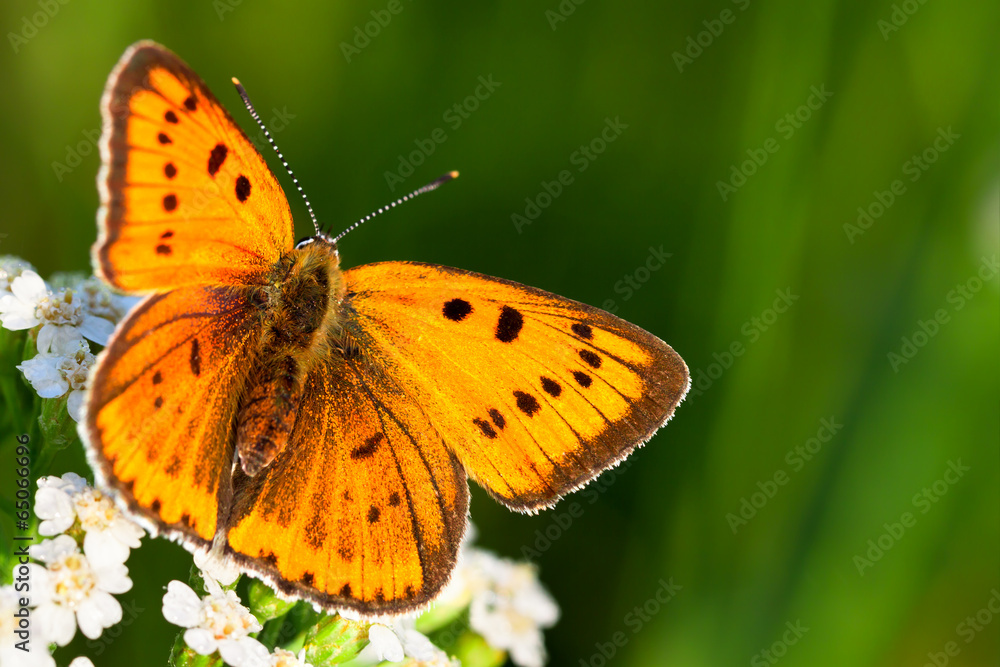 Fototapeta premium butterfly sits on white flowers