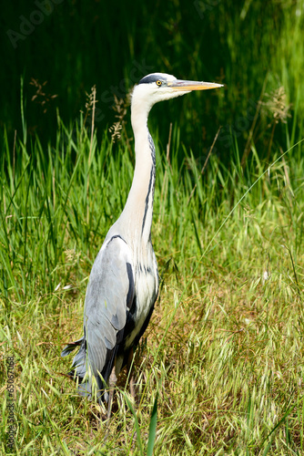 Obraz na plátně Airone cenerino - heron - ardea cinerea