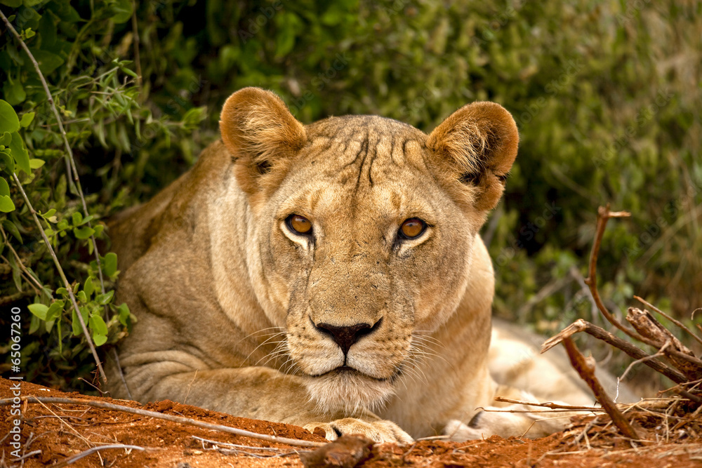 Obraz premium Lioness staring at viewer