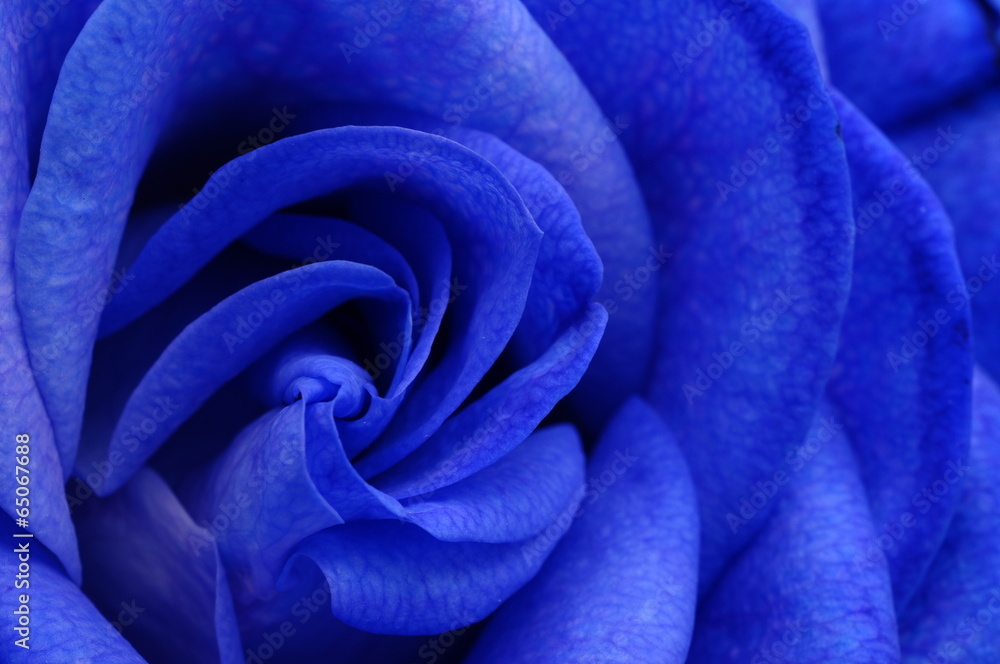 Fototapeta premium Details of blue flower rose