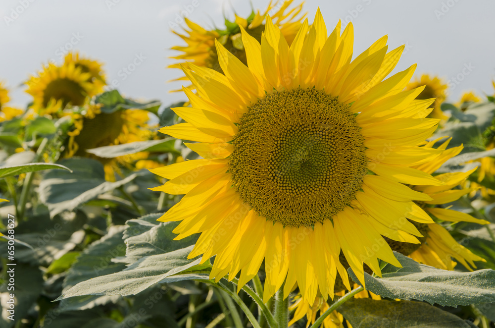 Sunflower Sunflower