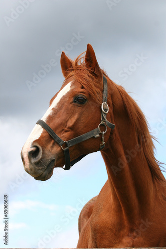 Beautiful brown thoroughbred horse head at farm