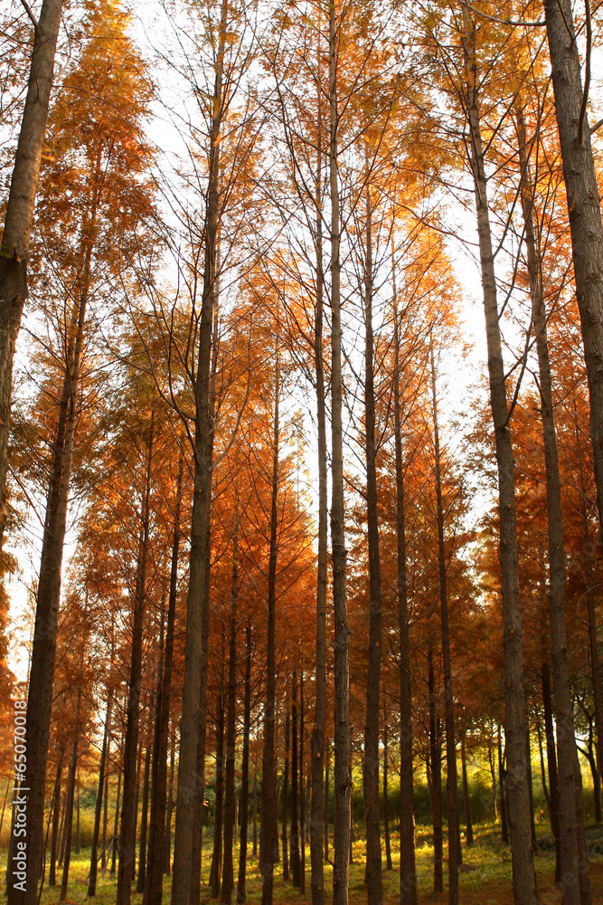 The image of beautiful nature in Asia The image of beautiful nature in Asia