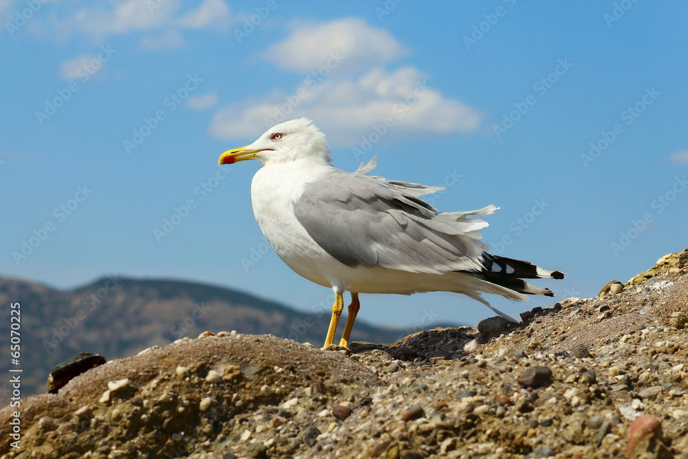 one seagull one seagull