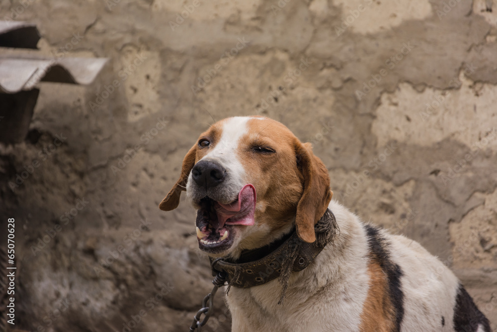 Old Hunting dog near his kennel Old Hunting dog near his kennel