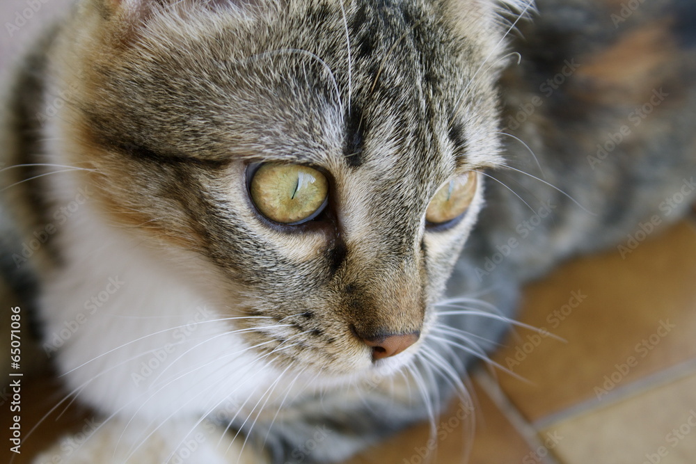 Fototapeta premium Gatto