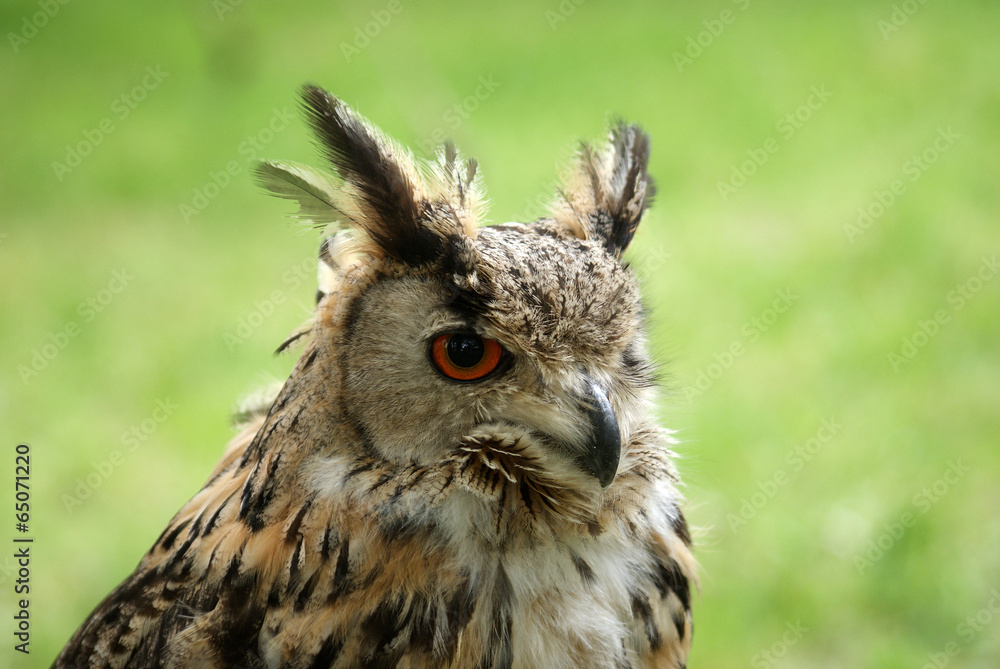 owl close up owl close up