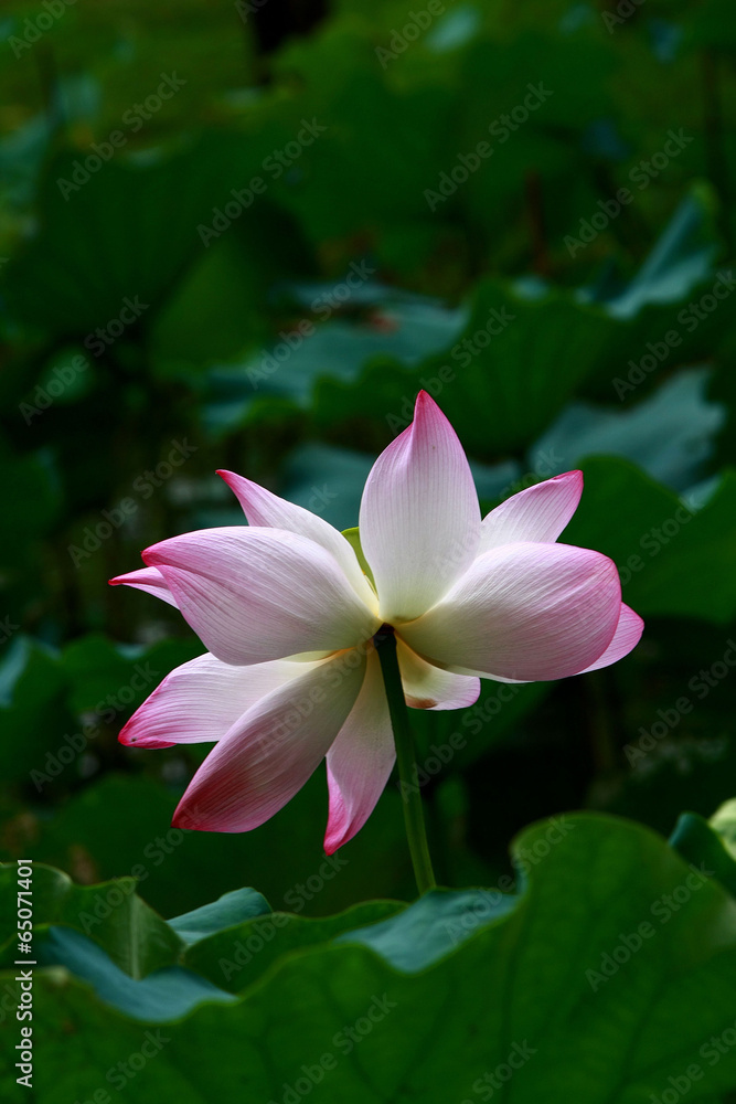 The image of beautiful nature in Asia The image of beautiful nature in Asia