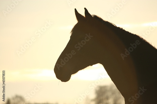 Silhouette of horse in sunset