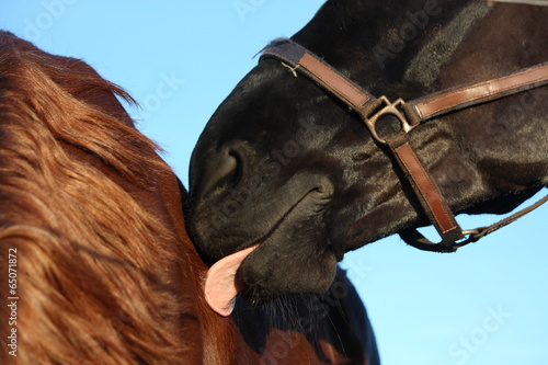 Fototapeta Naklejka Na Ścianę i Meble -  Black horse nuzzling brown horse