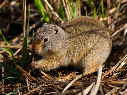 Uinta Ground Squirrel with muddy paws eating roots photo